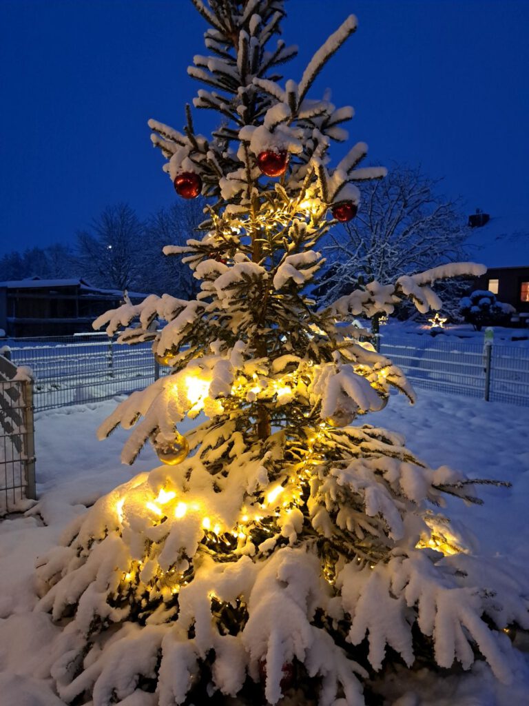Noch ne Rutsche Schnee, der Weihnachtsbaum im Haustierpark