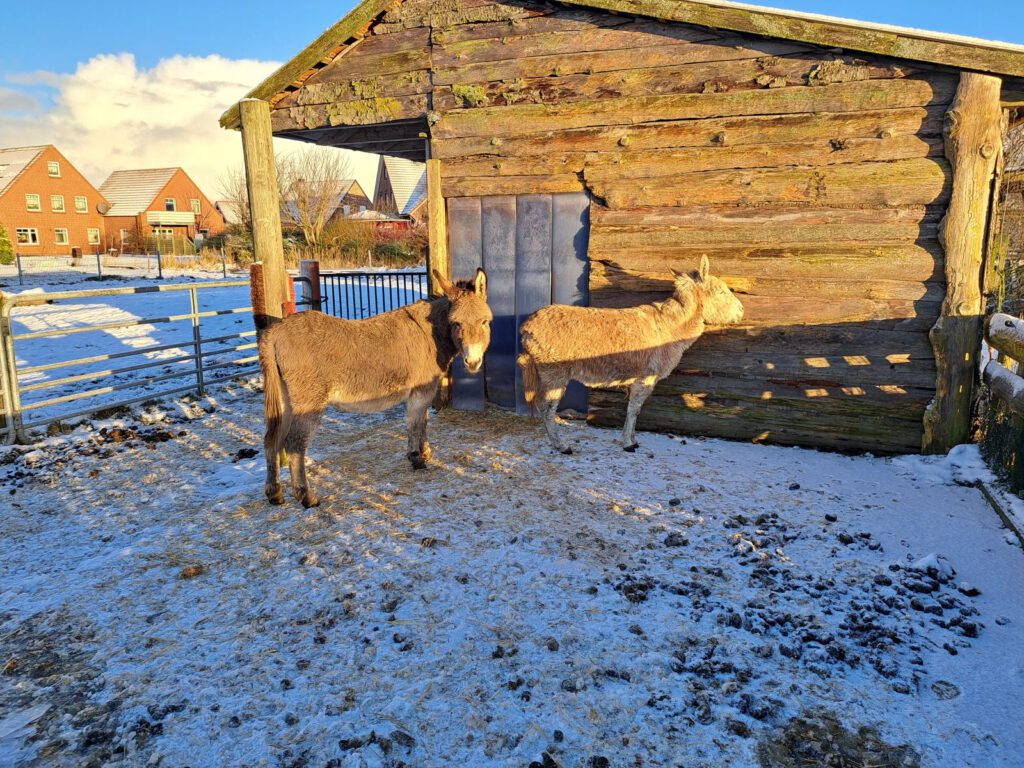 Die Bulgarenesel "Gesa" und "Claudia" genießen die schon wärmere Januarsonne 