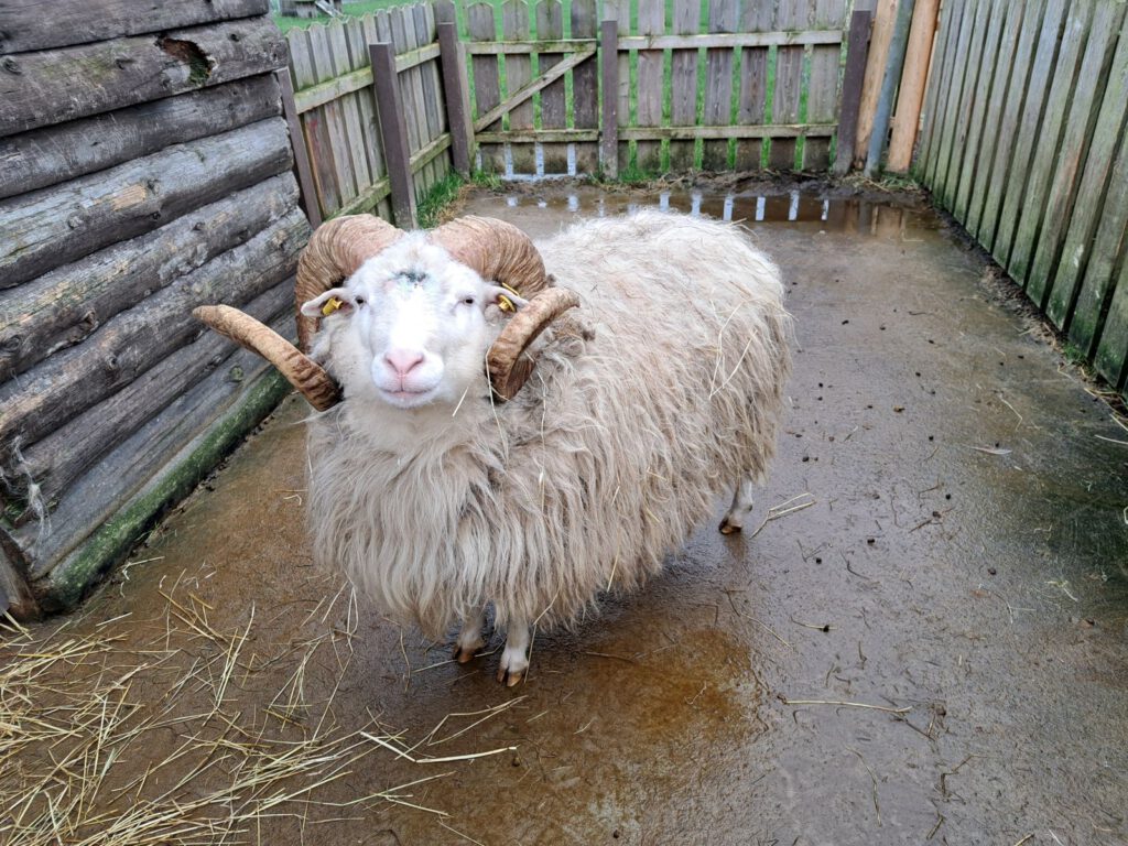 Auch "Bjartur", der Heidschnuckenbock wird heute seine Wolle verlieren