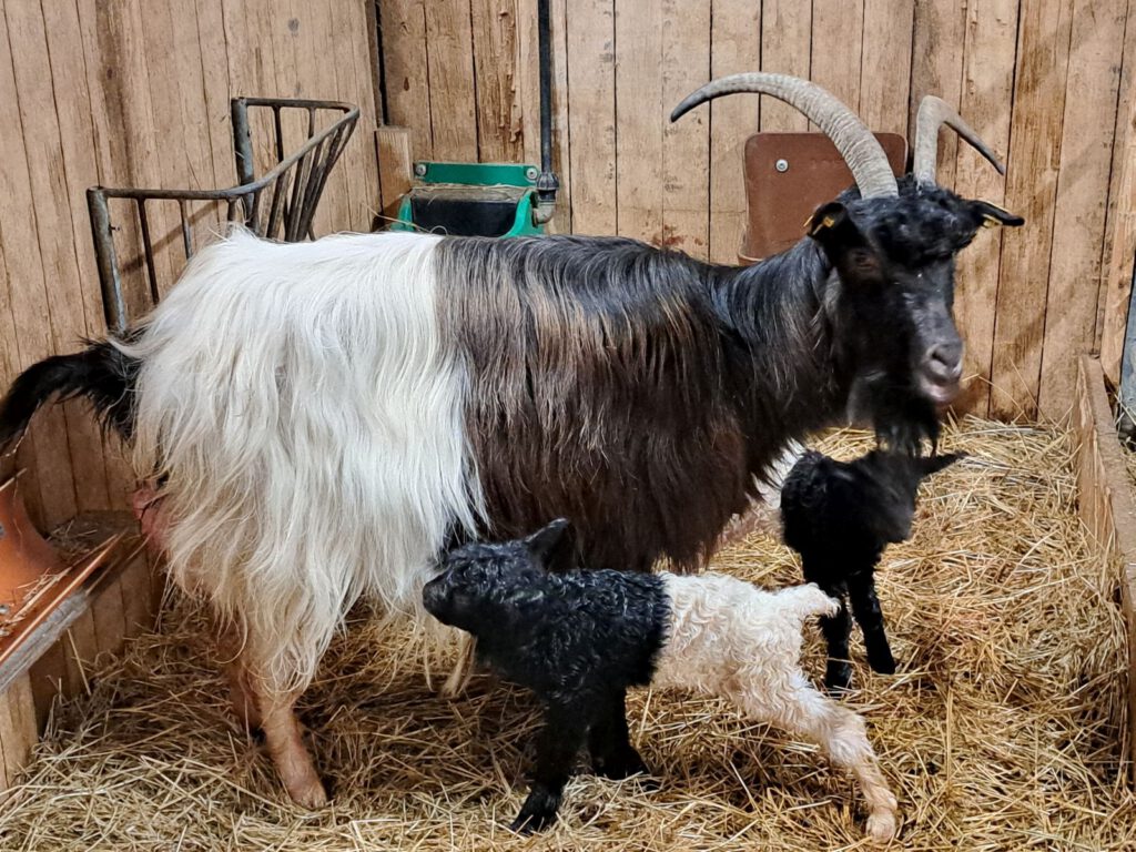 Mama "Helga" zeigt ihre Zwillinge "Christa" und "Fred"