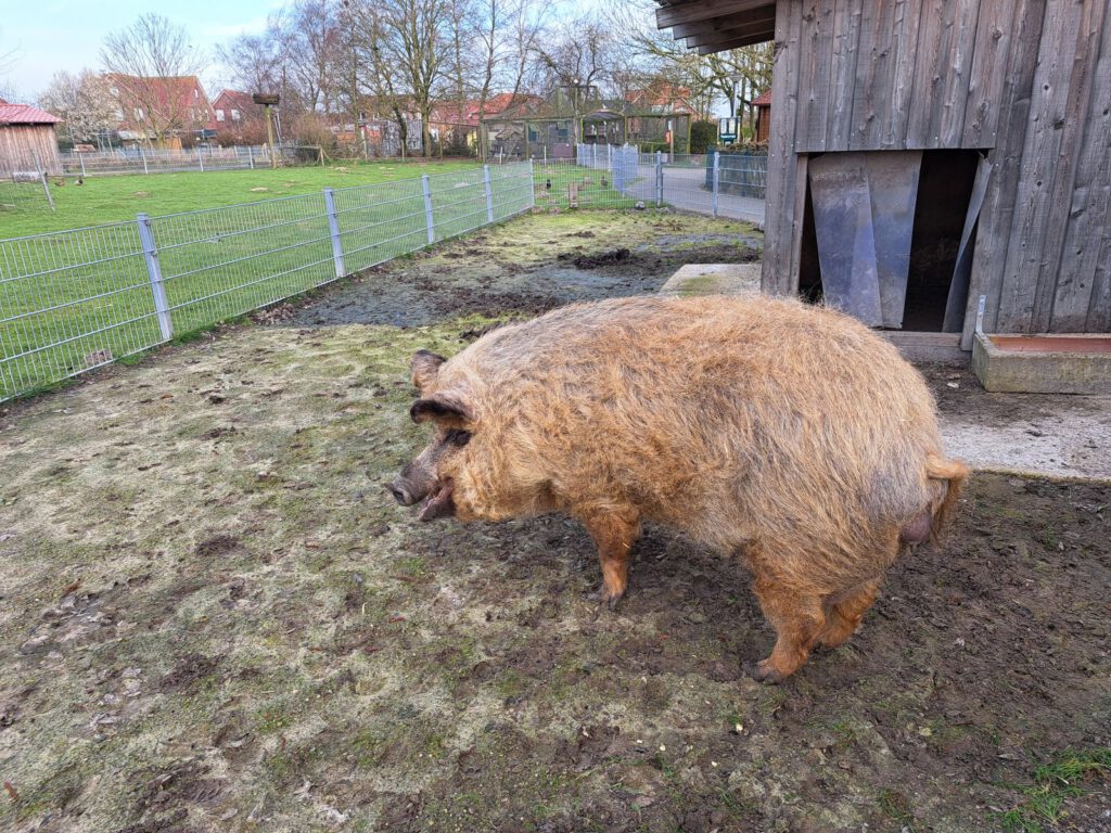 Das Wollschwein "Pinky", das seit 2016 im Park lebte ist gestern leider verstorben