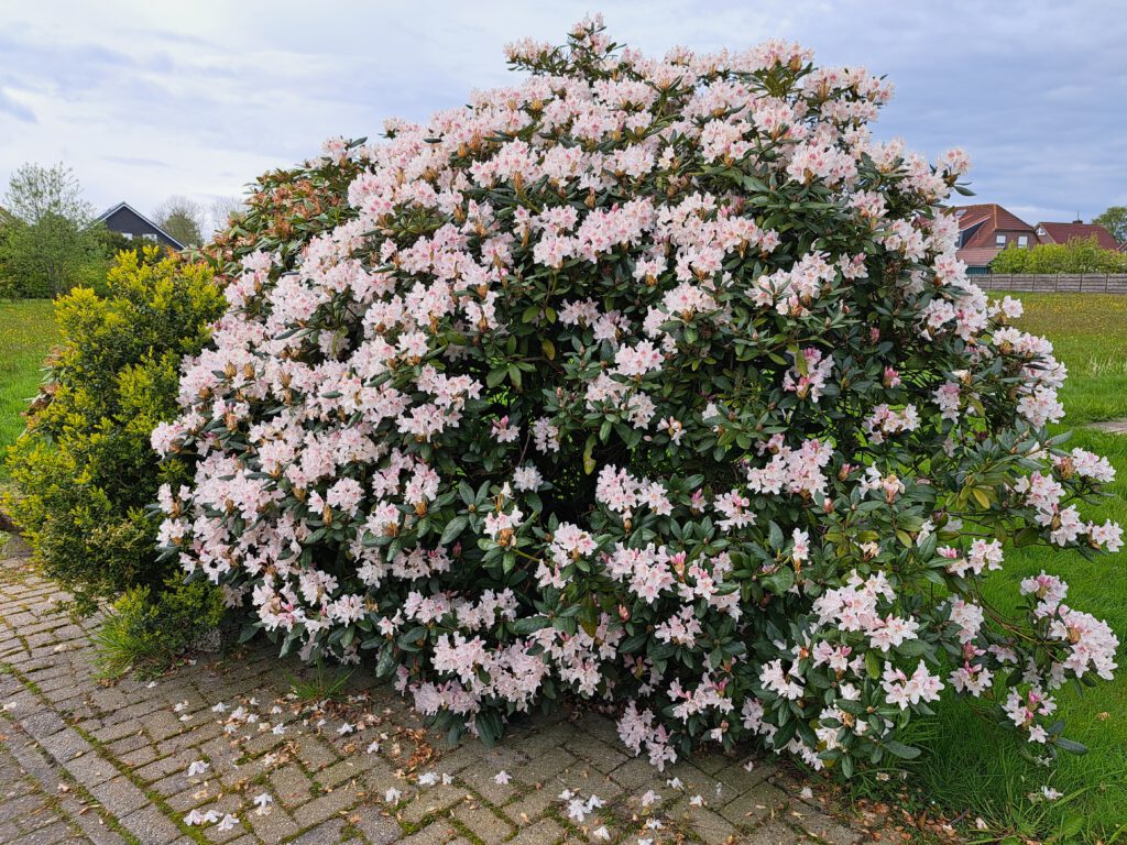prächtiger Rhododendronbusch auf Gastriege
