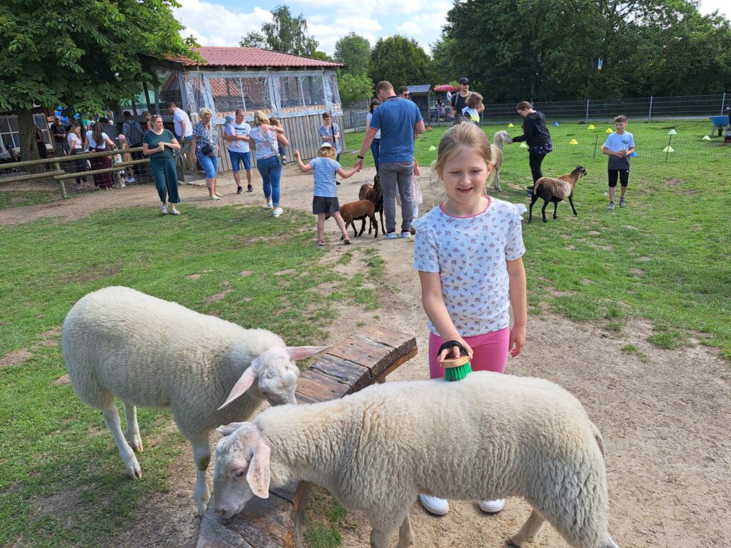 So wie Lotta können Kinder jeden Montag und Freitag Nachmittag auf der Streichelwiese Schafe striegeln 