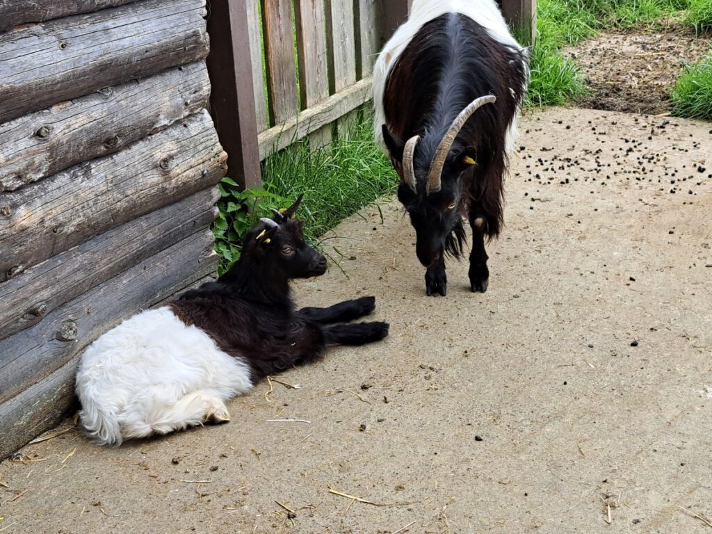 Schwarzhalsziege "Gertrud" genießt auch die Mittagszeit mit Mama "Käthe"