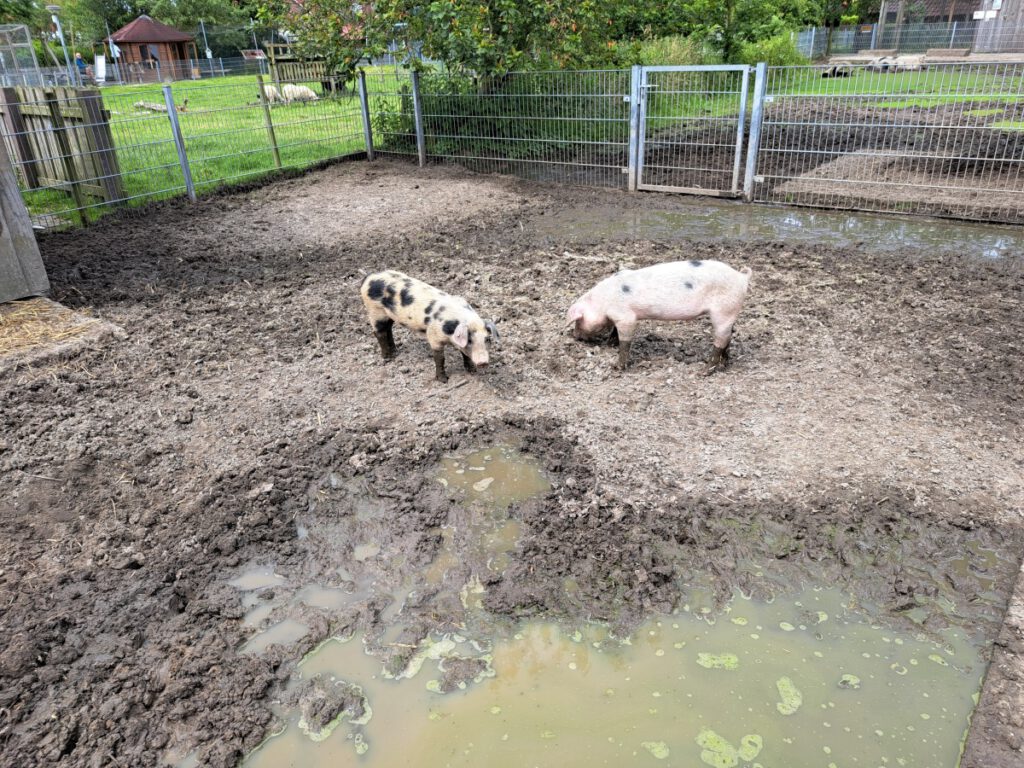 "Kurt" und "Fritz" die beiden kleinen Bentheimer Eber sind umgezogen