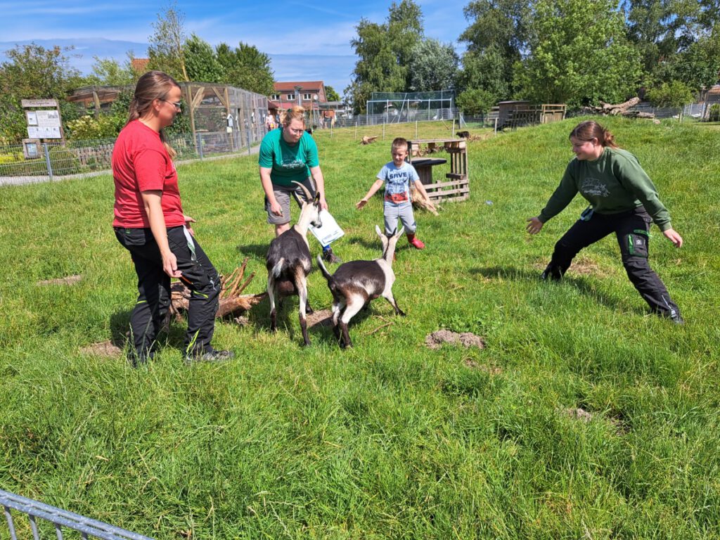 Ohrmarken müssen eingekniffen werden aber dafür muss man die Jungtiere erst einmal einfangen. Steffi Runge, Kristin Bienert, Lenny Runge und Annika Schönhof geben alles