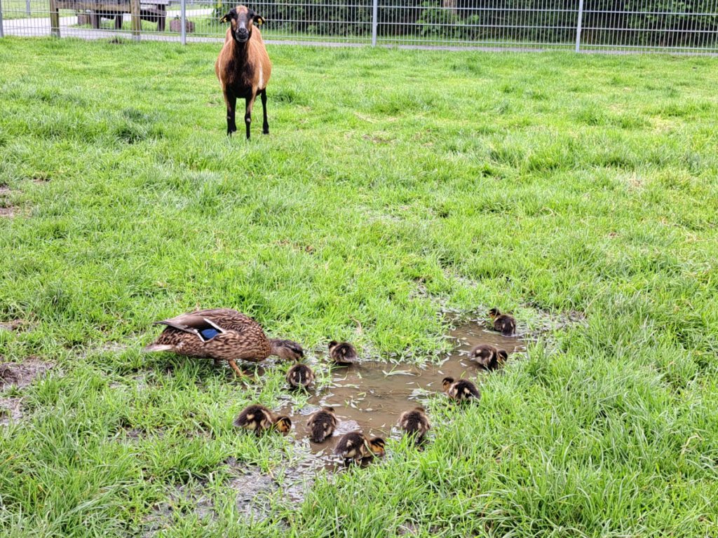 "Was machen die vielen Enten auf meiner Streichelwiese?" scheint sich das Kamerunschaf zu fragen