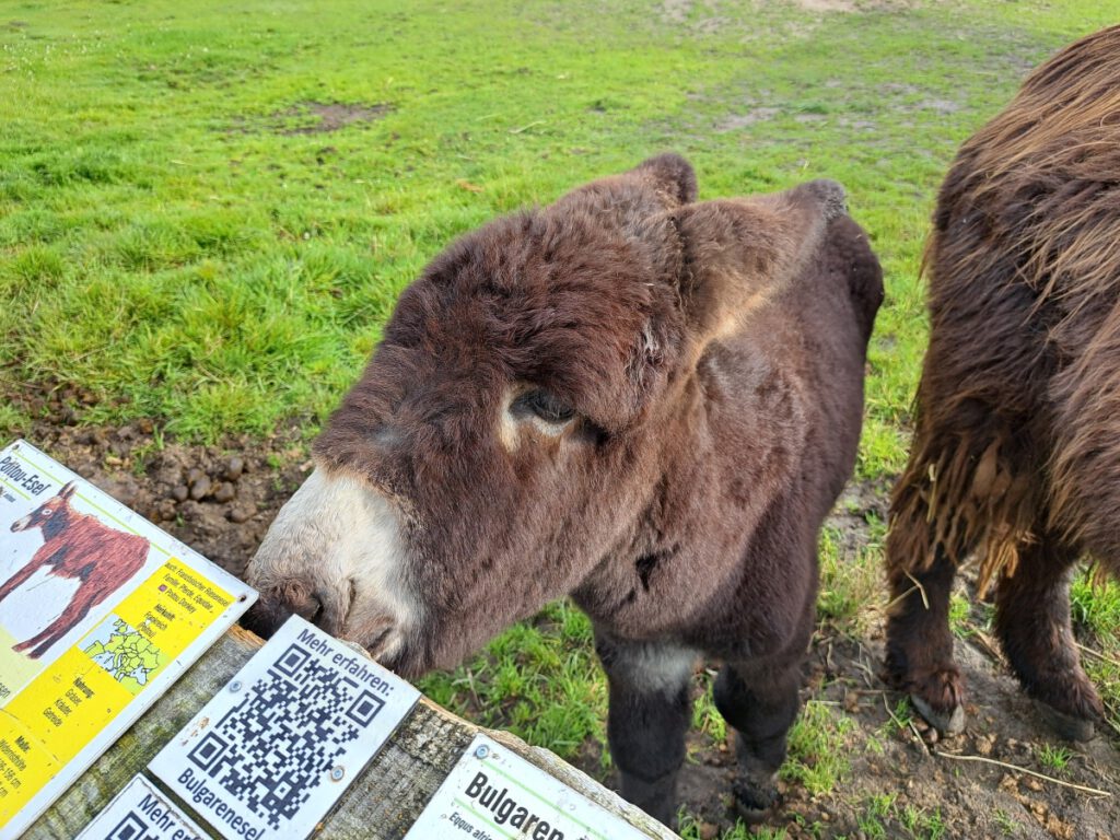 der kleine "Otto" ist wieder gut drauf und schnuppert hier schon mal an seinem Rasseschild