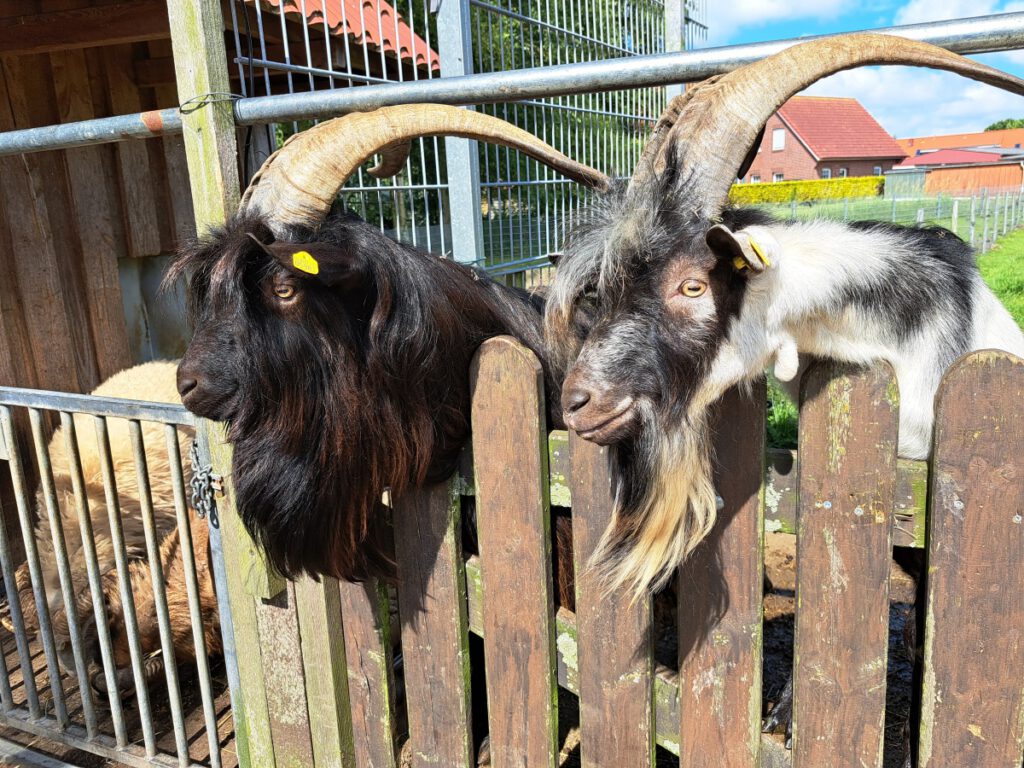 Power pur. Die Böcke "Jakob" und "Frank" warten auf Futter