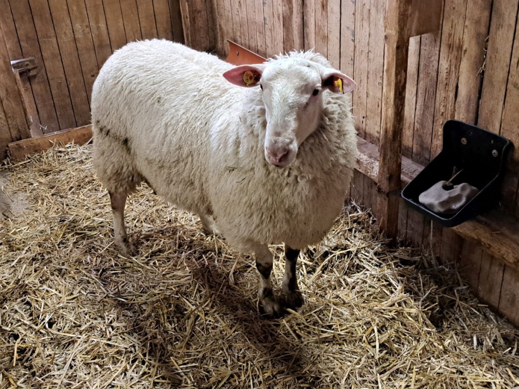 "Waldemar", der ostfriesische Milchschafbock, kommt aus dem Wangerland 