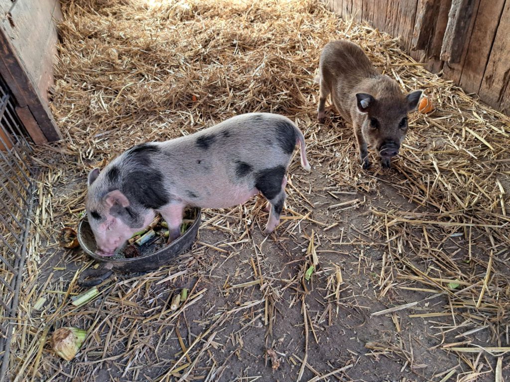 sie hauen auch ordentlich rein, sie müssen ja auch noch "groß" und stark werden