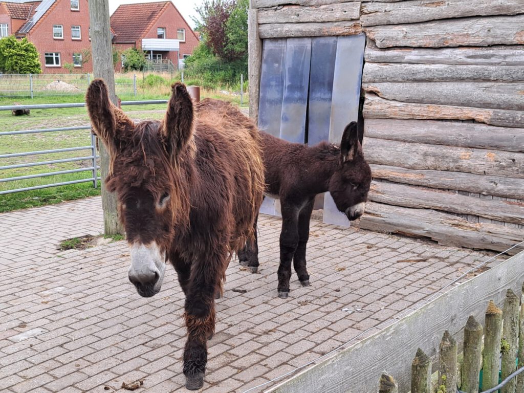 nicht ganz begeistert sehen die Poitouesel "Germania" und "Otto" aus. Tierarztbesuche finden sie meist nicht so gut