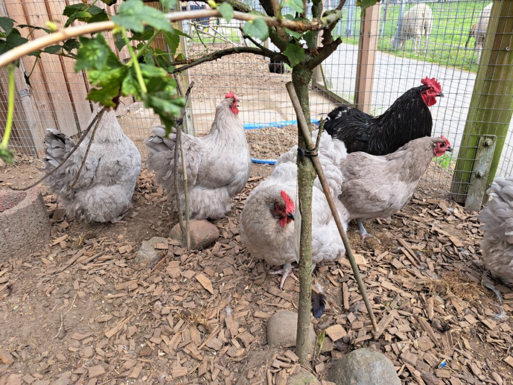 Orpington Hahn "Otto" fühlt sich wohl mit seinen neuen Hennen. Ob die wohl künftig schwarz-weiße Eier legen?