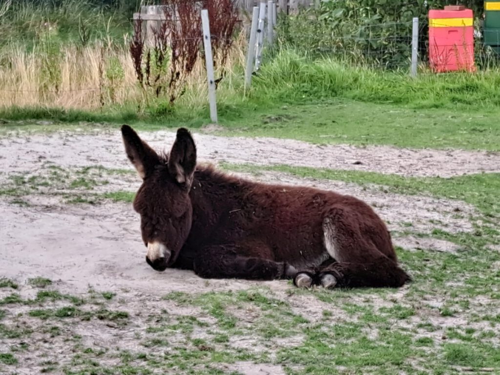 der kleine "Otto" braucht auch hin und wieder eine kleine Pause