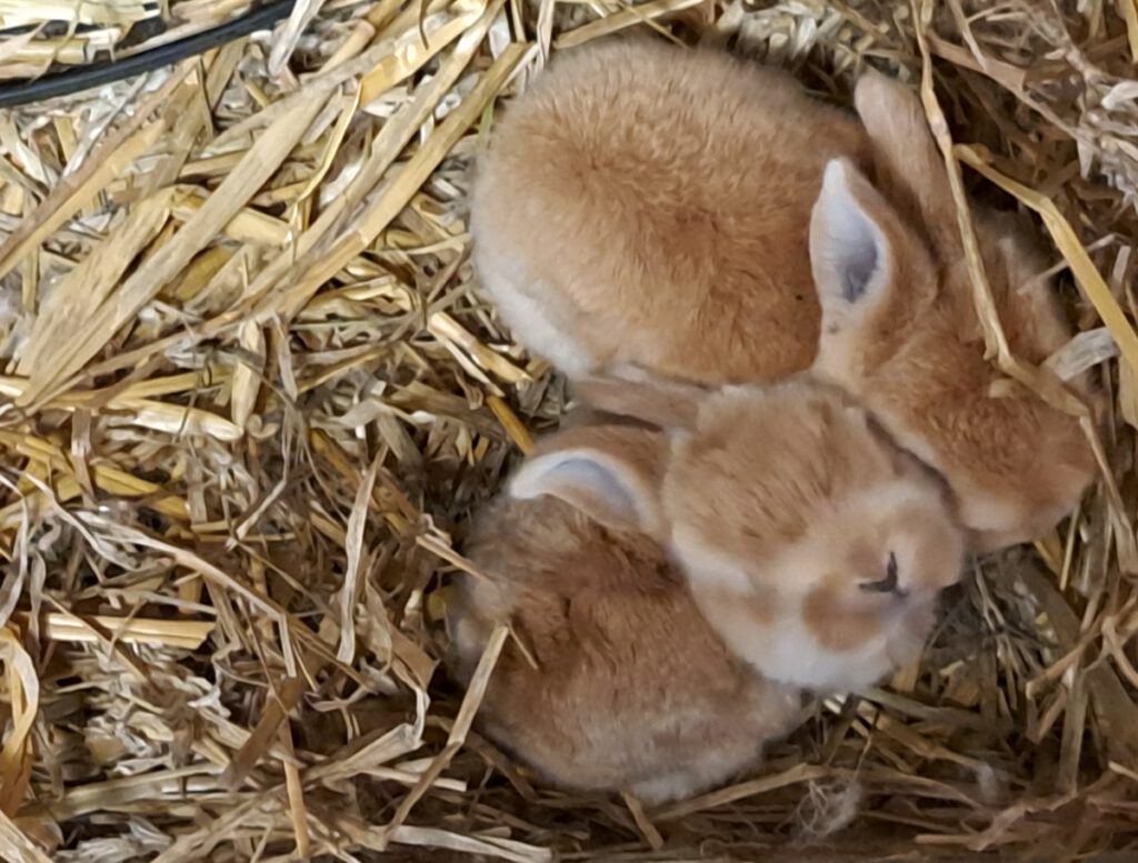 die zwei Meißner Widder kuscheln sich noch gerne aneinander