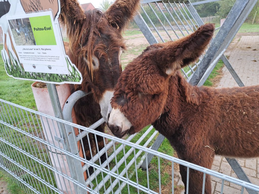 Küsschen von Mama "Germania". "Otto" ist ganz hin 