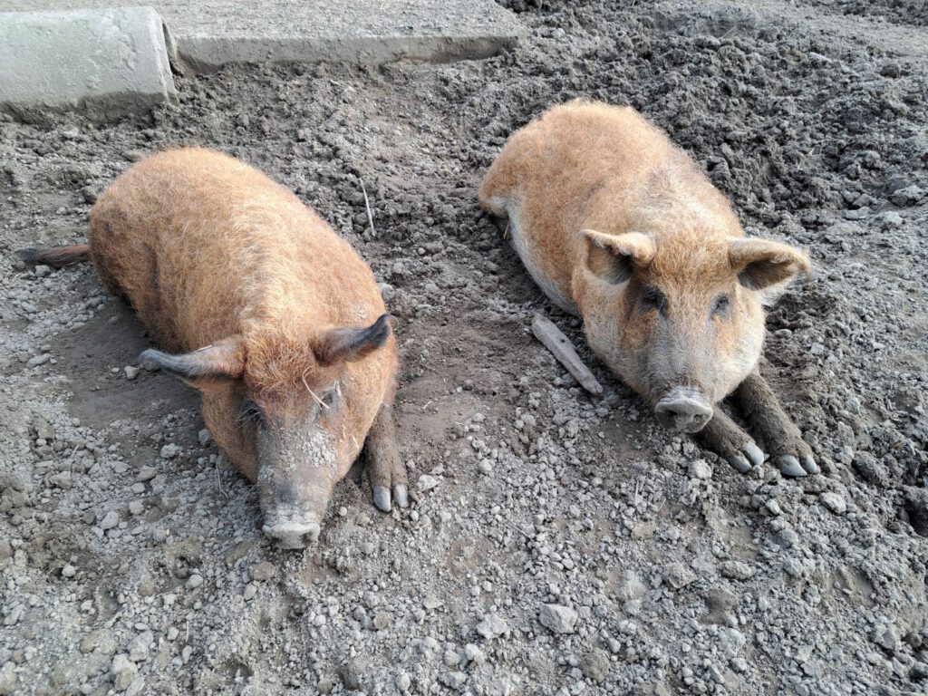 immer schön ruhig bleiben. "Anneliese" und "Frieda" machen Pause