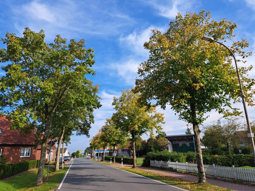 die ersten Blätter färben sich in der Allee am Dorfplatz