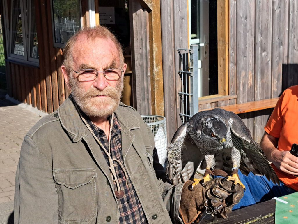 Der Falkner war auch diesmal mit einem Bussard dabei 