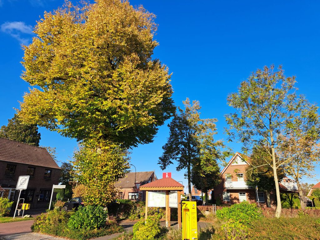 Die Blätter am Baum am Raiffeisenplatz leuchten schon "golden" in der Sonne