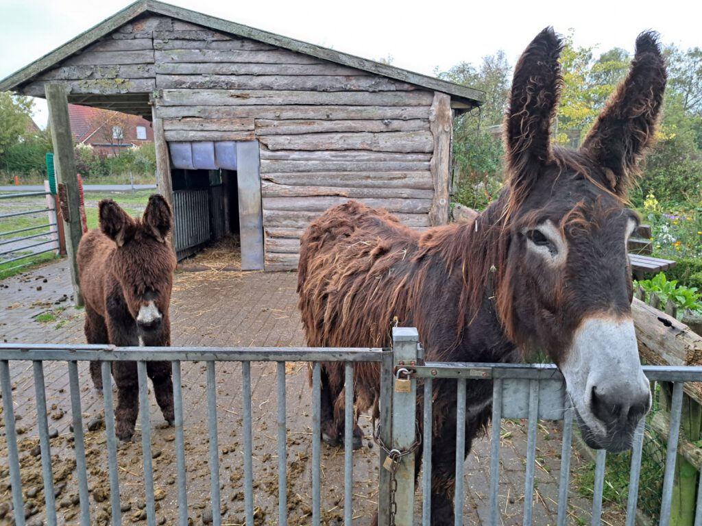 "Germania" und "Otto" möchten sicher auch gerne mit, müssen aber im Haustierpark bleiben