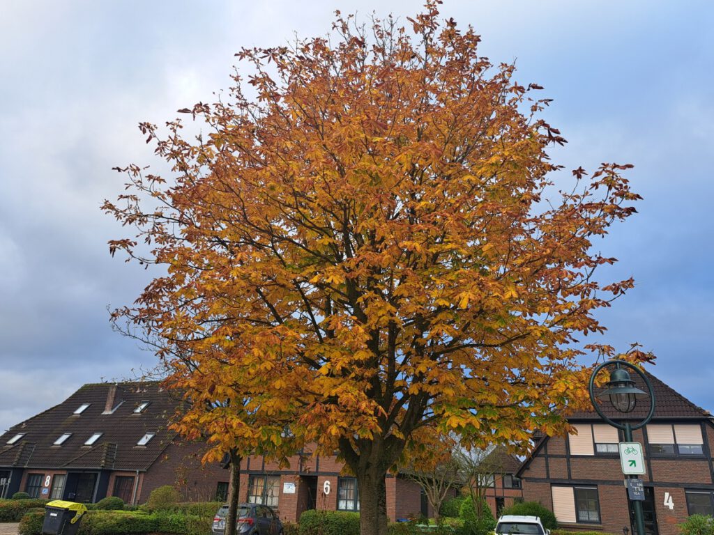 Die Linde im herbstlichen Kleid auf der Verkehrsinsel zu Legewarfen