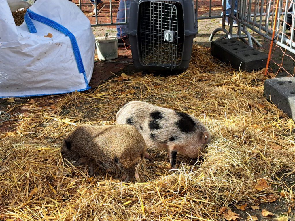 die Minischweine "Charlotte" und Silvia" suchen im Stroh nach Mörchenstücke