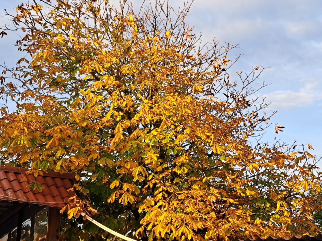 Die goldenen Blätter glänzen in grellem Licht 