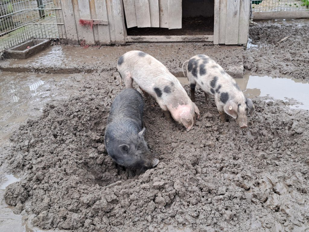 letzte Woche durften "Helmut", "Fritz" und "Kurt" noch im Matsch wühlen