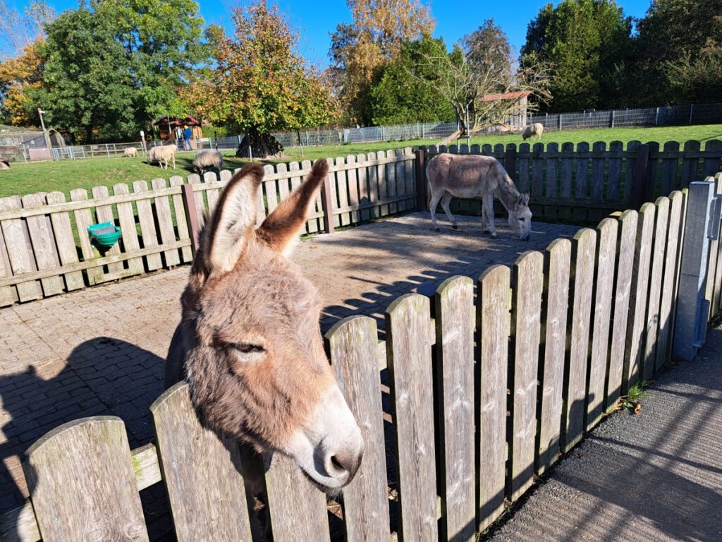 "Gesa" und "Claudia" haben ihr Winterquartier bei den Heidschnucken bezogen