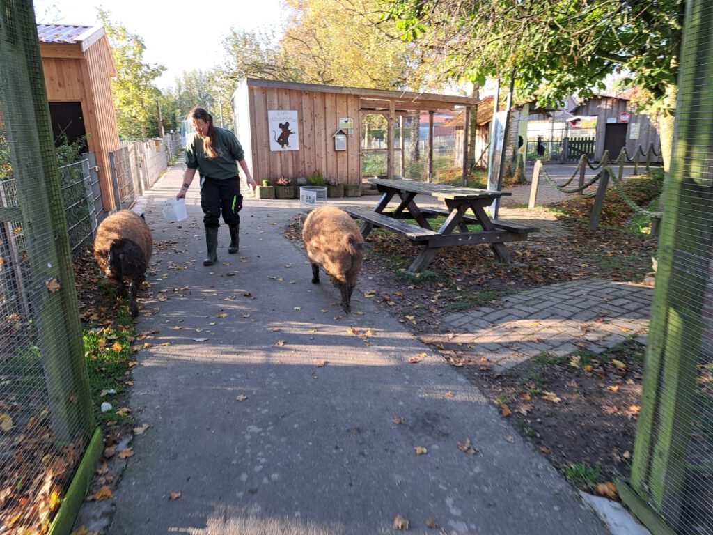 kein Problem beim Schweineumzug. Hinter Stefanie Runge mit einem Futtereimer und einigen "Absperrpersonen" liefen die Schweine hinter Stefanie ohne auszubüxen in ihre neue Unterkunft