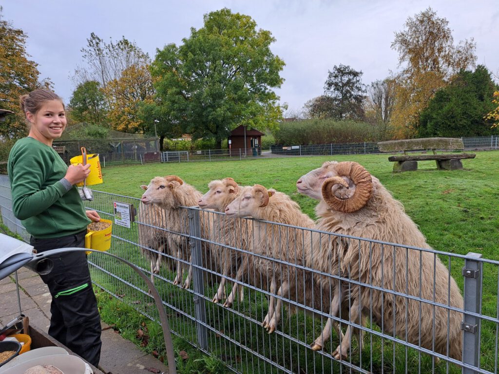 Die Heidschnucken, hier mit "Dompteurin" Viola Specht, bleiben auch über Winter draußen auf der Weide