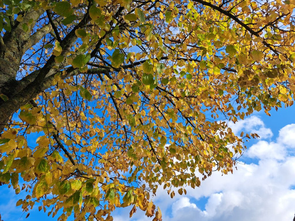 "golden" haben sich auch die Blätter dieser Linde gefärbt