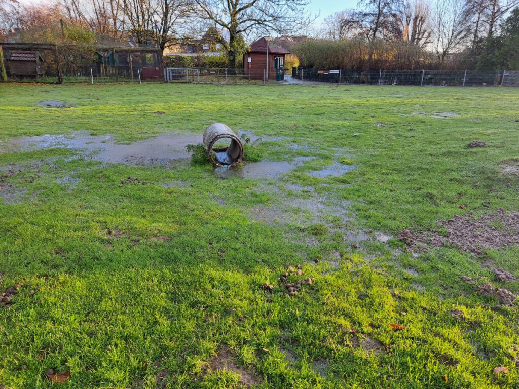 erste dünne Eisschichten haben die Pfützen im Haustierpark überzogen