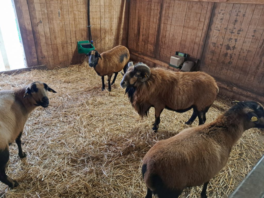 Kamerunbock "Emil" hat sich mit seinen Damen "Theresa", "Astrid" und "Renate" umgeben