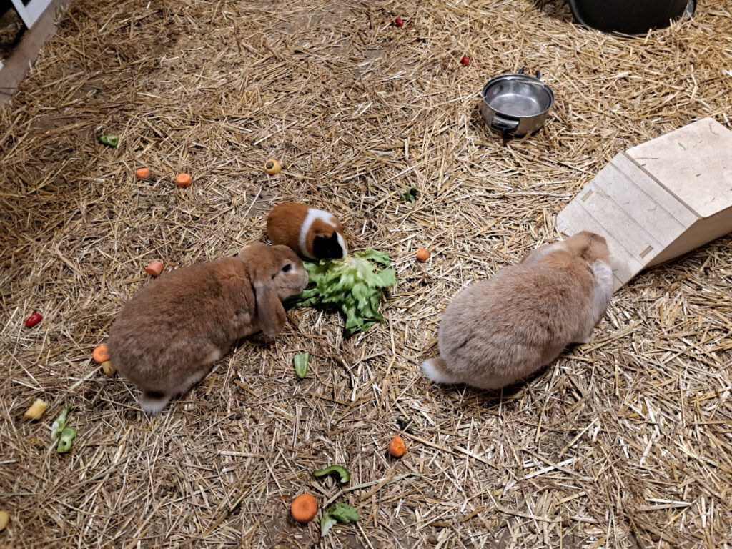 die Kaninchen teilen sich ihre Ration mit den Meerschweinchen