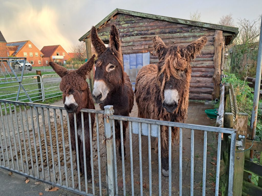 Die Drei warten auf das "Frühstück". "Otto", Germania" und "Estragon" bleiben über Winter in ihrem, Stall