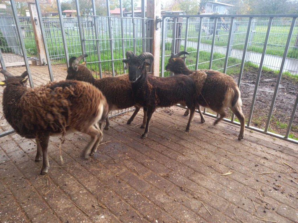 "Theo" mit seinen Ladys "Karla", "Nantke" und "Hannah" nach dem ersten Kennenlernen