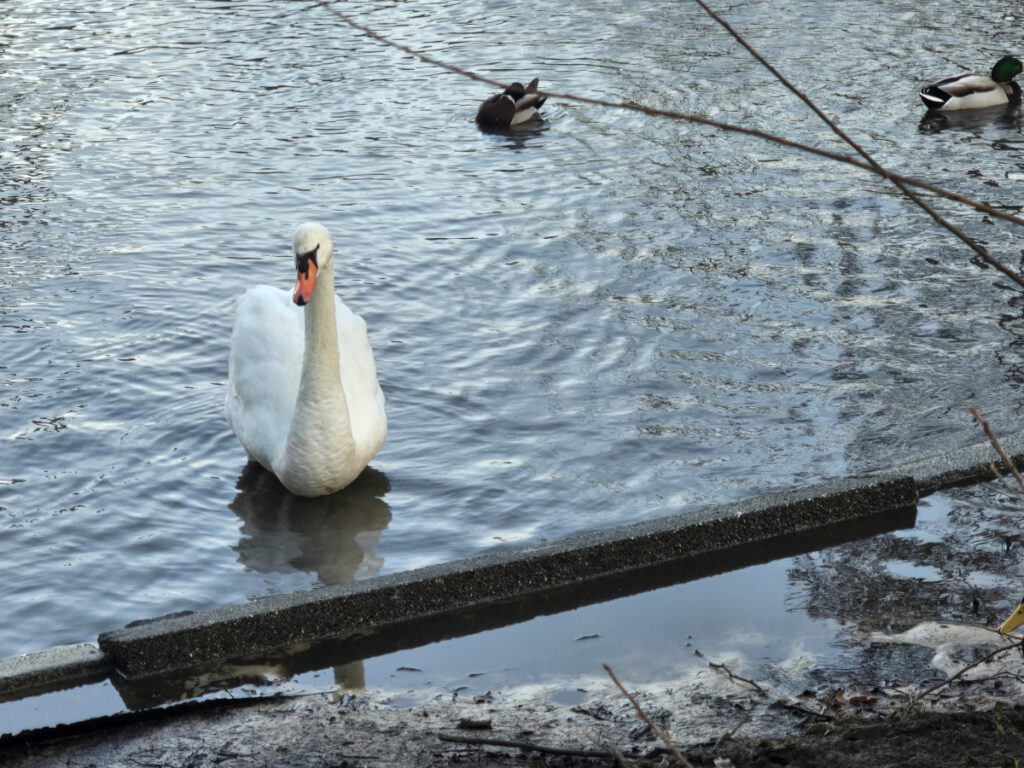 Schwan "Eddy" schwimmt wieder auf dem großen Teich