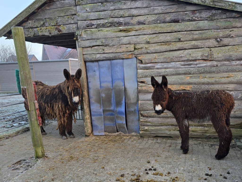 Die beiden Poitouesel "Estragon" und "Otto" nehmen die Bauarbeiten im Innern gelassen hin