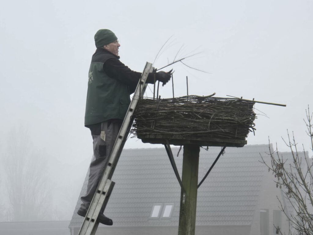 das Storchennest wird zurecht gemacht. Schorsch Unger flickt die von Krähen verursachten Löcher 