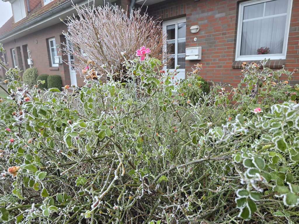 und mittendrin eine blühende Rose