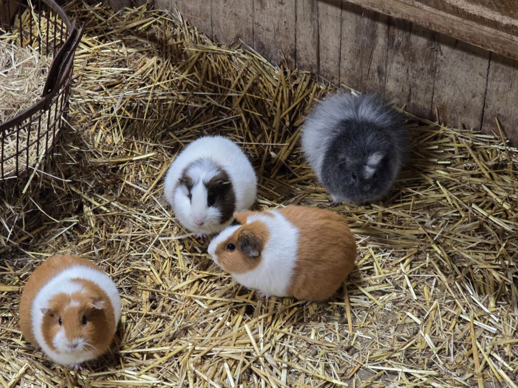 Die "Gewürz" - Meerschweinchen "Thymian", "Basilikum", "Fenchel" und "Paprika" liegen schon vorne an und warten das es Futter gibt.