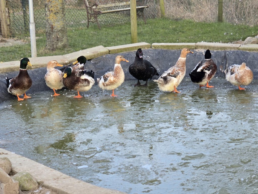 Auch für die Landenten war es nichts mit schwimmen; sie watschelten übers Eis