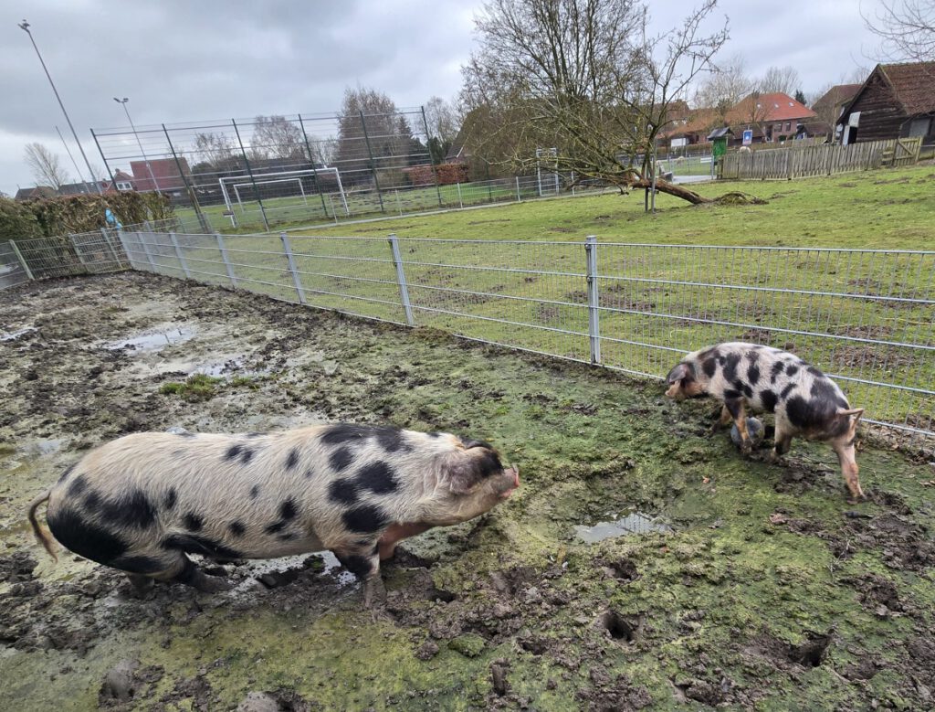 die Bentheimerschweine "Leni" und "Kurt" beschnuppern sich im Matsch