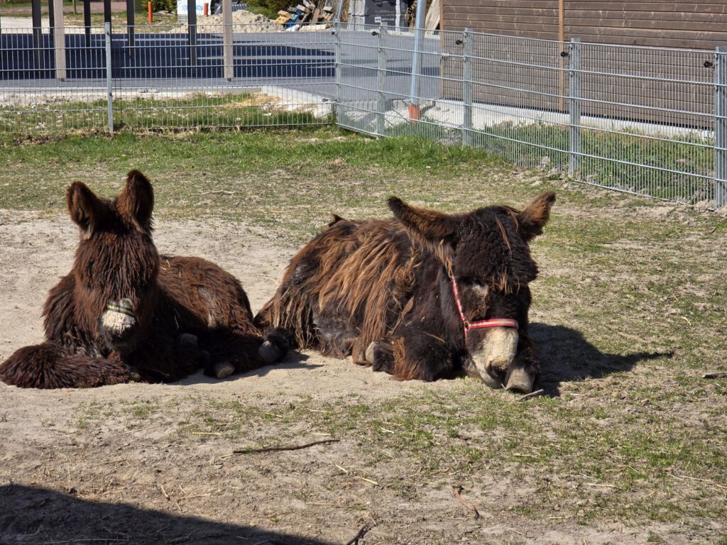 Pause mit Mama. "Otto" liegt mit Mama "Germania" in der Sonne