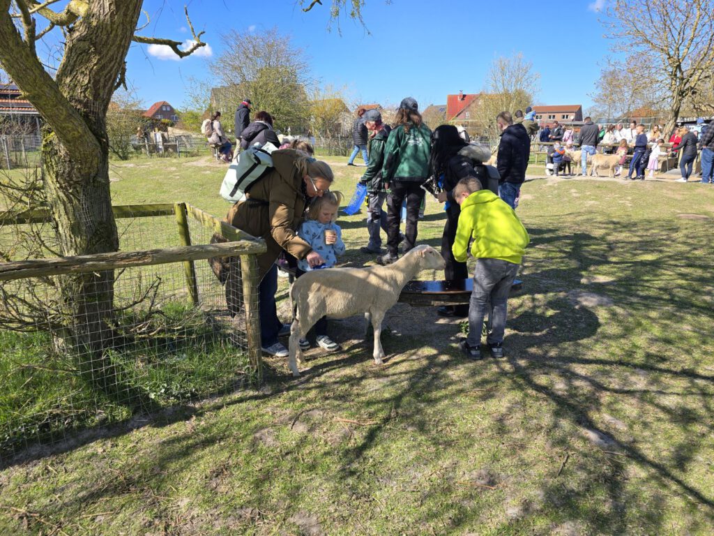 Einmal Schafe striegeln. Das kann man regelmäßig auf der Streichelwiese im Haustierpark