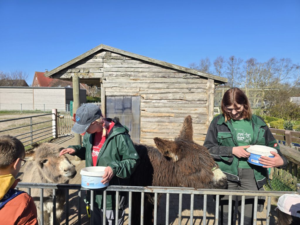 Eselfütterung mit "Gesa" und "Otto". Kana Kleen und Lotta Thalhammer verteilen die leckeren Möhren