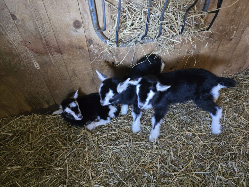 Gleich drei auf einen Streich. "Kerstin", "Karin" und "Karl" die drei Thüringer Waldziegen sind schon kurz nach der Geburt gut dabei