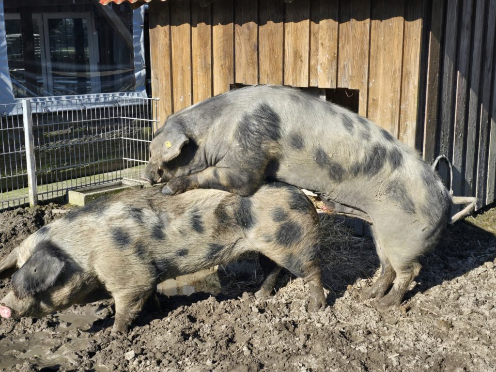 Die große Liebe ist am Sonntag ausgebrochen